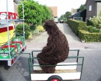 Dorpsfeest_060.jpg